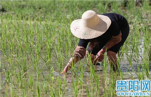 芒种|贵阳乌当区李资村：芒种时节，不误农时