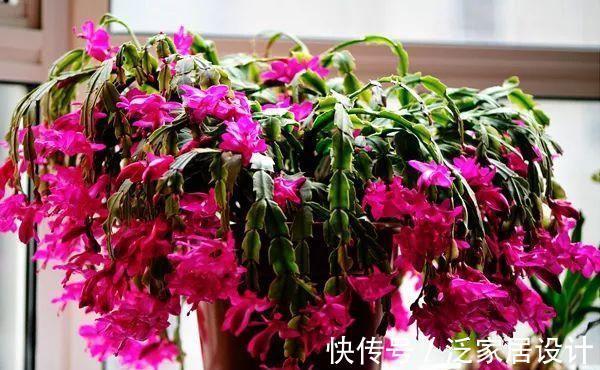 养花|秋季养蟹爪兰，做到“三勤一少”，花儿绽放早