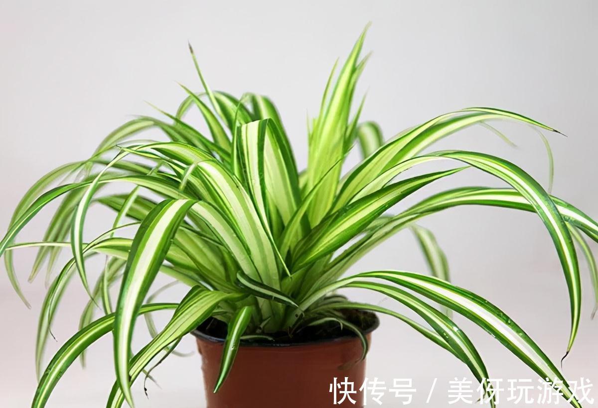 九死还魂草|9种养不死的花,绿萝只能排最后,再养不活就剁手吧