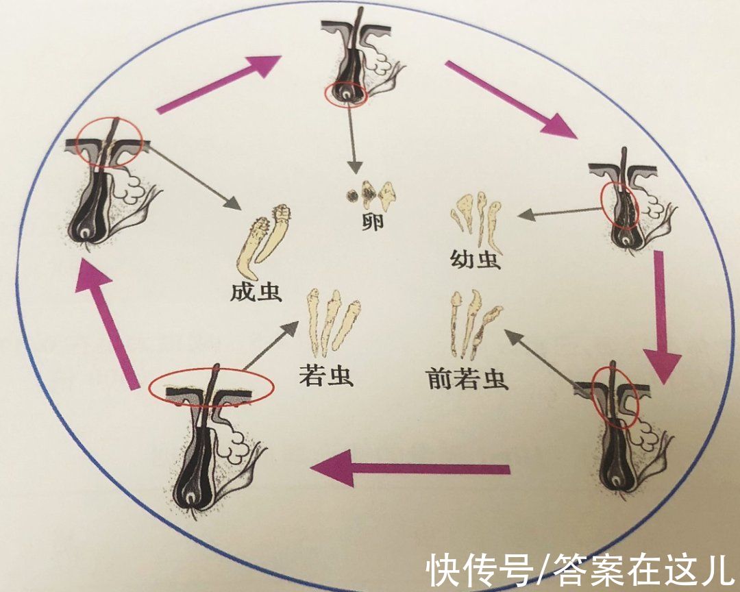 蠕形螨|晒被子后有“太阳味”，源于被烤焦的螨虫？科学家：是太阳的功劳