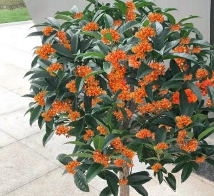 家里常养的4种花,寓意好又养人,镇宅、开运,养在客厅正合适