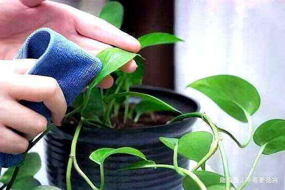 绿萝黄叶怎么办及时用上“1种水”，叶片油绿有光泽，真管用