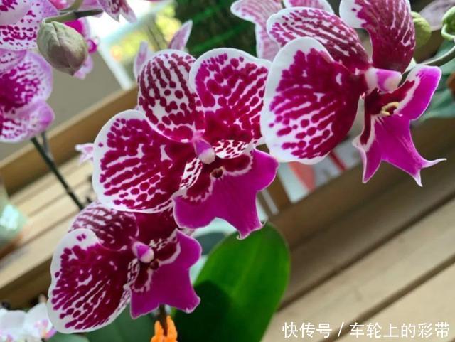 吊兰长满小金鱼,养上5年,越养越上瘾!