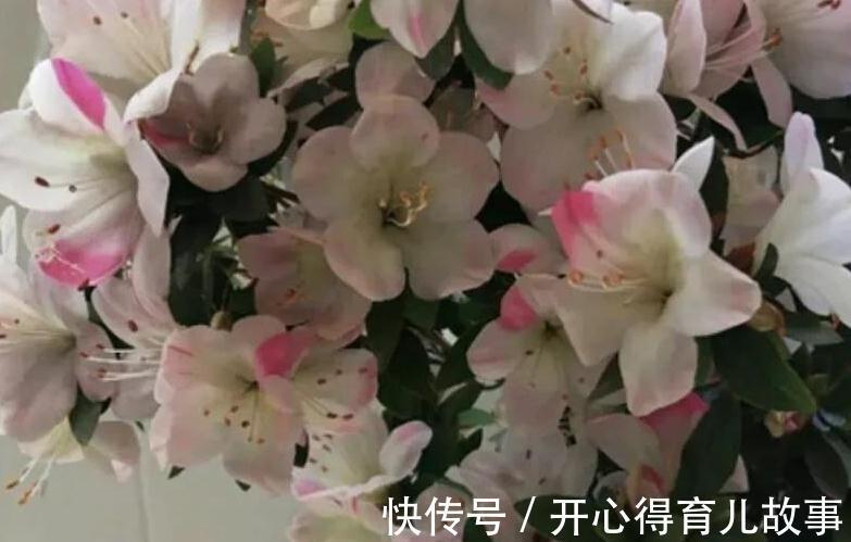 根系|杜鹃花养不活,避开4个错误观点,枝繁叶茂,花开旺盛