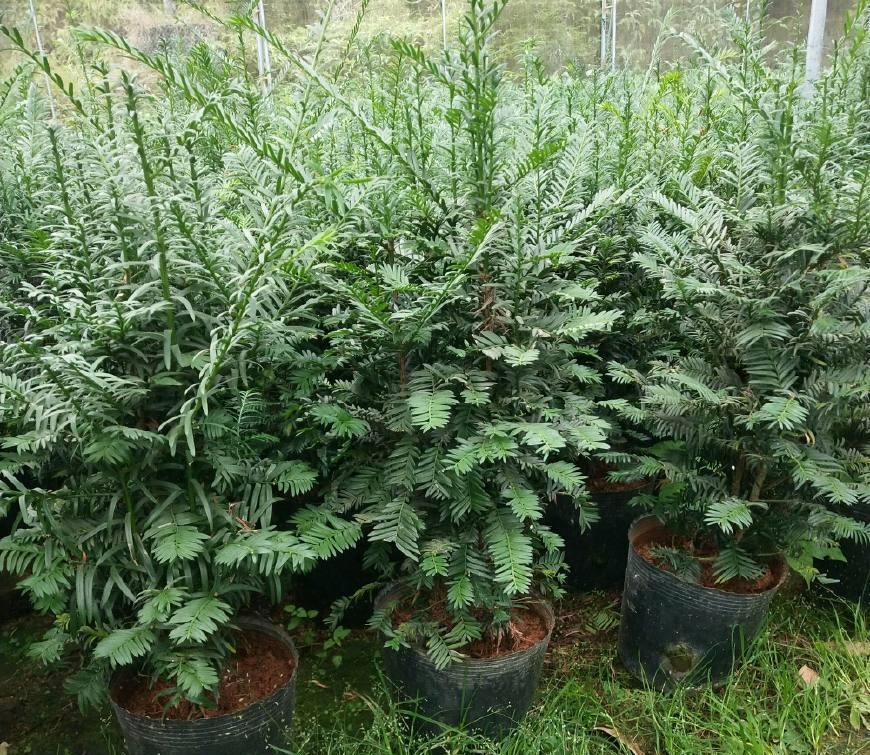 家庭盆栽红豆杉,多小心这5个细节,红果绿叶喜庆又别致
