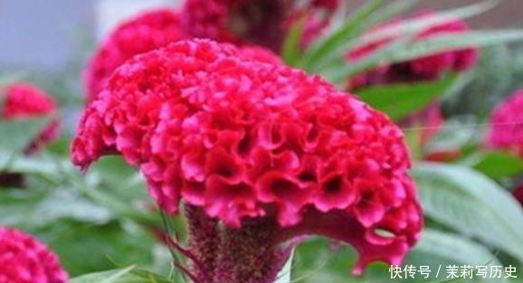 4种花“很爱开花”,一养就“花开满盆”,给点水就疯长