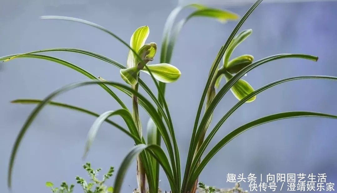 瓜子|给兰花换盆换土,加入这3种“宝贝”,疏松又透气,不烂根长的壮