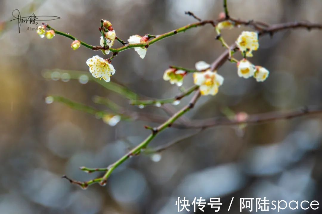 西溪|西溪湿地“福禄寿”三堤赏梅指南，这里也是春节后的踏青好去处