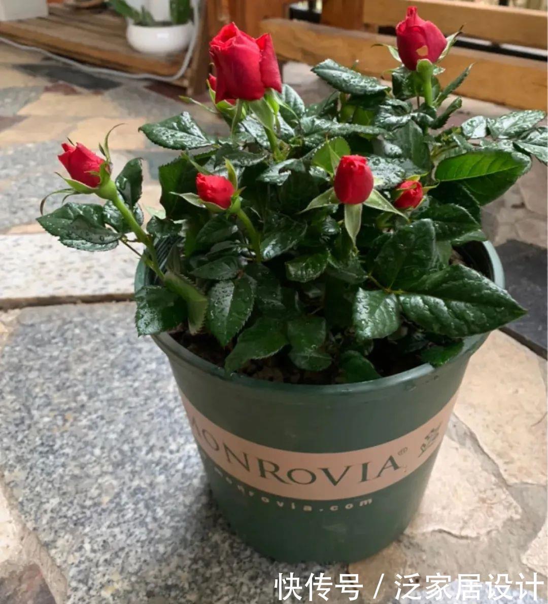 养花技巧:冬天最娇气的9种花,不要随便买,养不活浪费钱