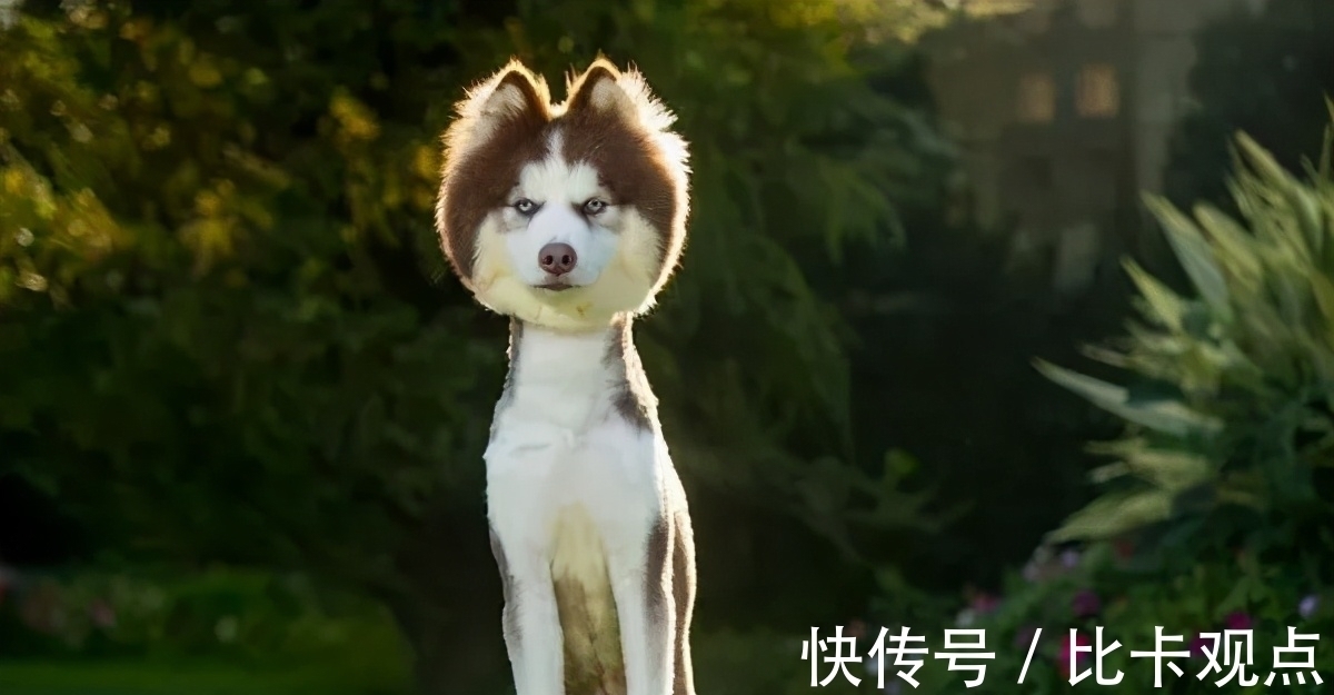 |自由让狗狗面目全非?柴犬别名日本哈士奇!搞笑它是认真的?