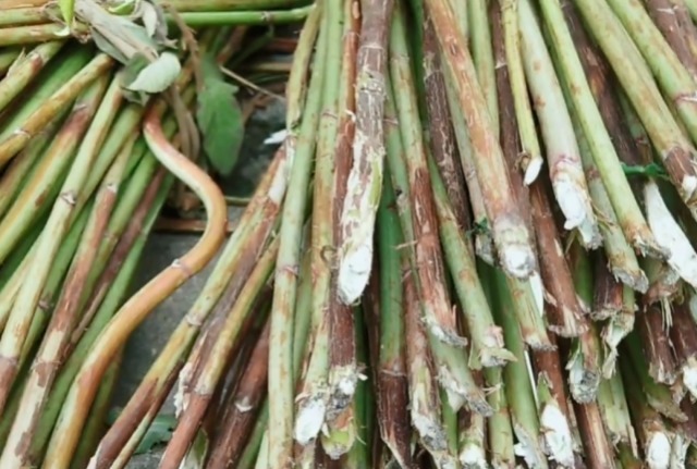 长在路边的植物,茎里藏着“白粉条”,剥出来一斤能卖五六十块钱