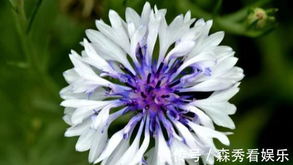 菊花|喜欢菊花，就养盆“菊中珍品”矢车菊，懒人就养它，沾水就活