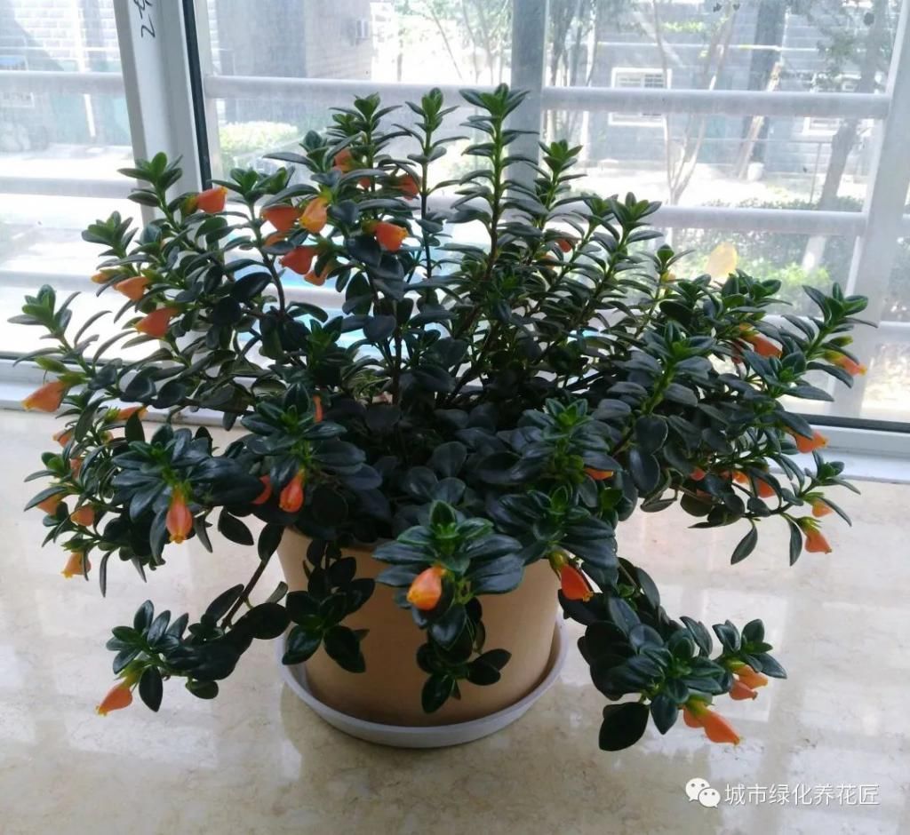 室内养花就养两种花,没事喂一喂啤酒,长出垂吊枝,开花成瀑布