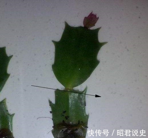 蟹爪兰怎么浇水不烂根？教你3个浇水小窍门，烂根后这样处理才对