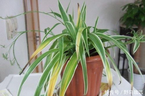 家里花草容易“干尖”4个原因要知道,用3个方法能预防