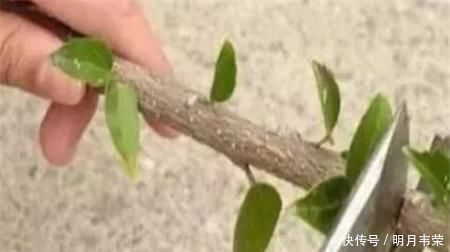 学会这9个扦插绝招,插啥活啥,蹭蹭长出大白根,阳台多的放不下