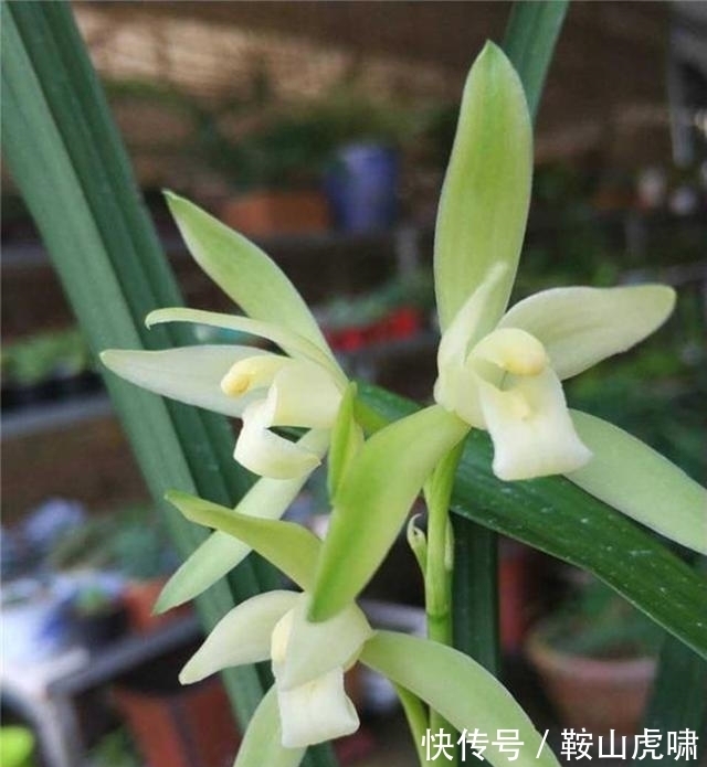 新手养兰花，首选“大凤素”，香味扑鼻，意境高雅，每年开花4次