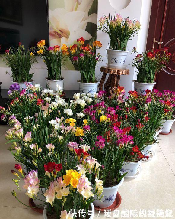 养护|6种“香水花”冬天不怕冷,越冷越香艳,雍容贵气,进屋染香气