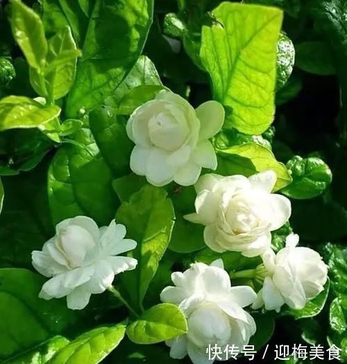 茉莉花|喜欢养花,就养茉莉花,按照它的习性养,不黄叶,开出层叠“群花”