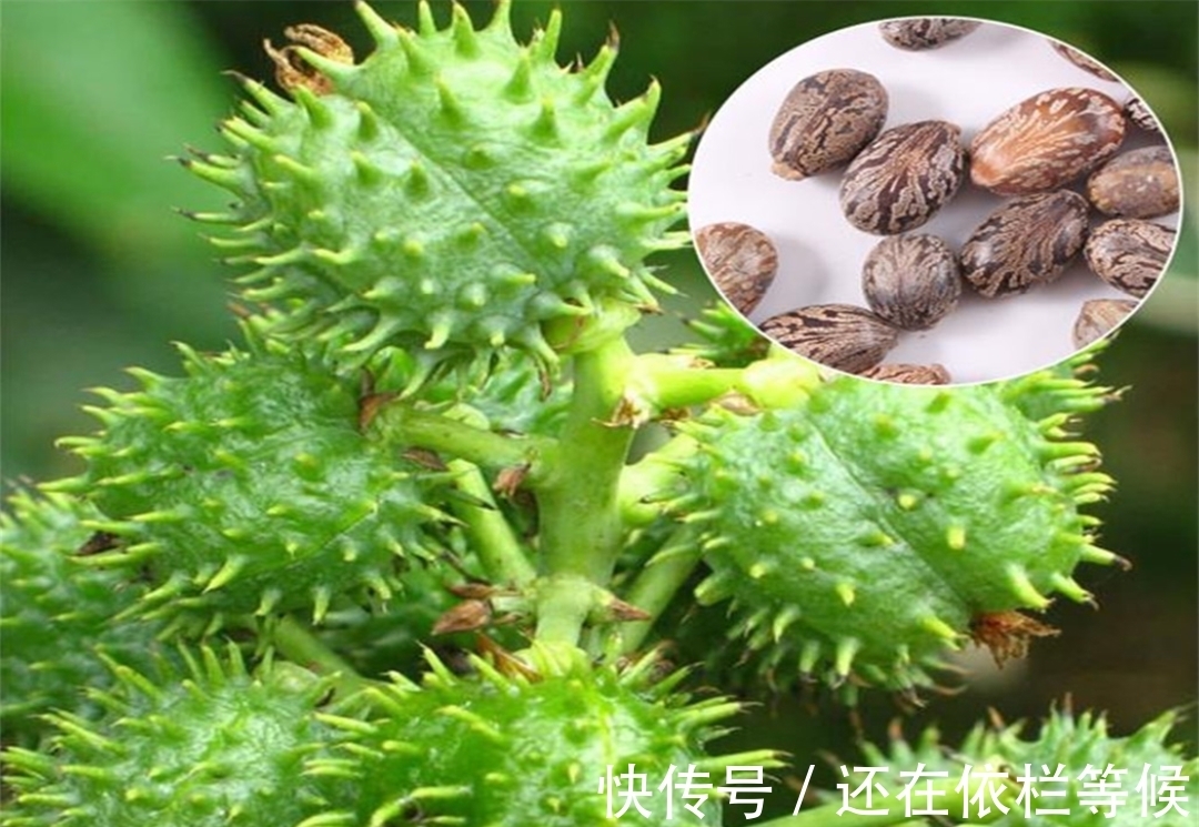 毒药|农村常见的蓖麻,却是暗杀界完美毒药,很多人小时候吃过玩过