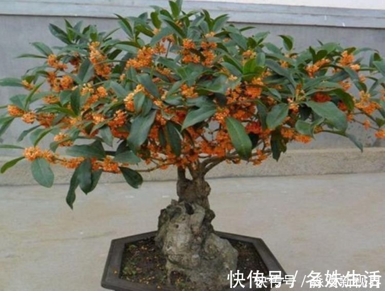 家养|人养花，花也养人，家养3种花，漂亮还净化空气，烂漫迷人眼