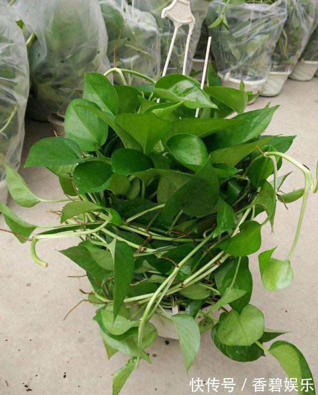 吊兰、绿萝就爱“黄叶”,喷点“溶液”,返青快好养护!