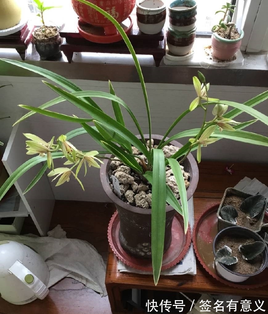 栽种兰花要知道,四季变化大,灵活的更换方法