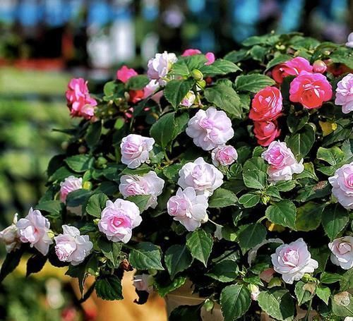 此花,比茉莉好看,比月季开花多,层层叠叠似牡丹,能开300天