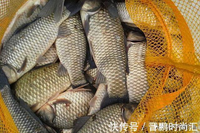 野钓秘方：秋天用蚯蚓钓鲫鱼，最好增加2个步骤，咬钩量翻一番