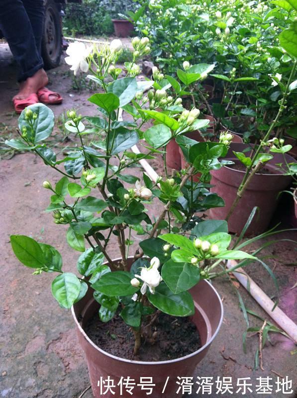 养花|夏天来了,花卉扦插要跟上!这几种花,天气热生根快,还能窜花芽