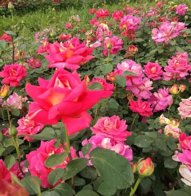 月季栽培简易，易成活，养护得当月月能开花，月季花如何施肥