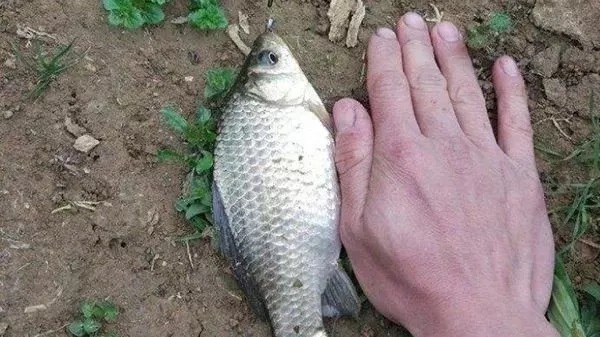 冬钓谨记这2大重点,让你一竿上一条,连杆不断!