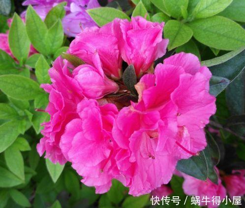 适合客厅养护的花卉,颜值超高,还能散发香气,净化空气