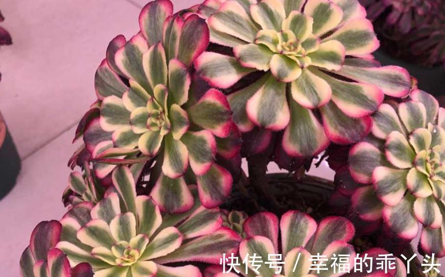 养殖老桩多肉法师,天冷小心这4点,新芽蹭蹭窜