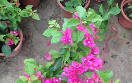 “3种花”漂亮又好养,一年能开300多天,一不小心成花海,美!