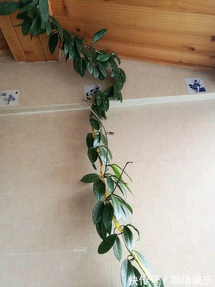 比绿萝还耐阴的花，养1盆能爬上房顶，开花比香水还香！