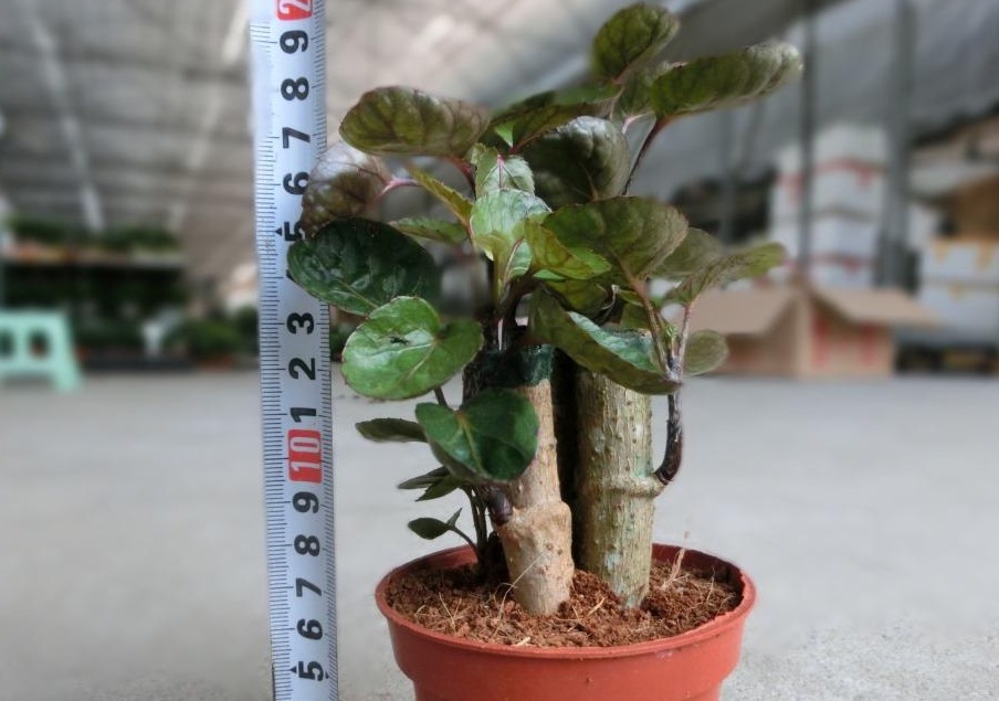 这4款人间富贵花,养2盆就能招来好运,漂亮,有益康健