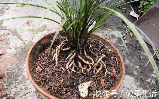 “树皮”放盆里兑水，变成“营养液”，给花卉浇1勺，冒白根