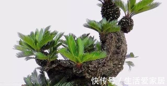 寓意|4种植物挺着“大肚子”，摆在客厅，不但寓意好，而且耐旱好养