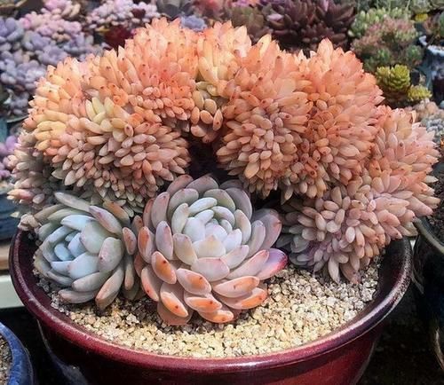 出缀化感|多肉没状态，三动作“虐一虐”，催出缀化感，养成老桩值上万块