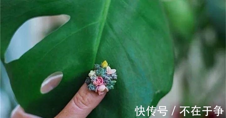 白美人|“拇指大”的花盆，被她塞了几十棵多肉，养一年都不是事！