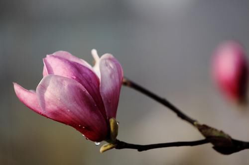 桃花|下个月，缘分和桃花鼓起勇气，爱情降落，姻缘随风而来的四大生肖