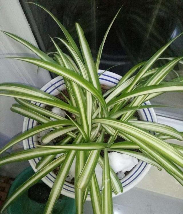 爆盆|吊兰放在家中哪个位置摆放在“3个地方”,一天一个样,长爆盆