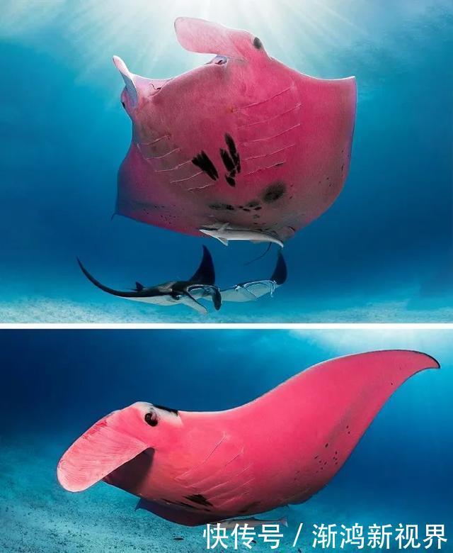 24张“活久见”生物照,仿佛来自另一个星球