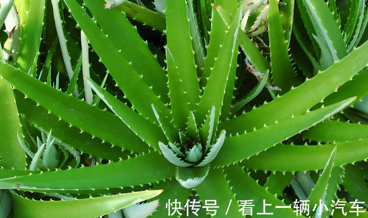 5种花不用太上心，越管越差，2个月不浇水，竟爆盆了