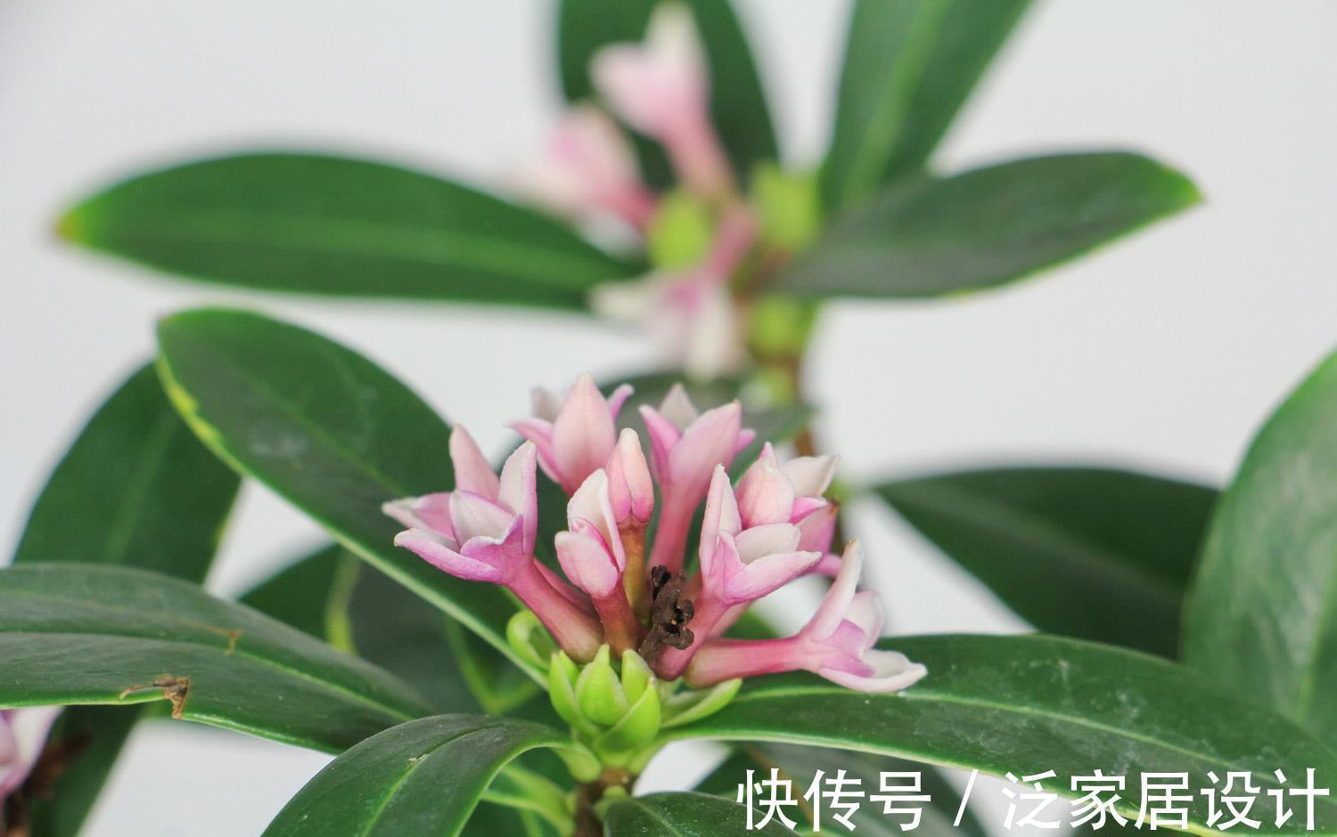 夏季|夏天有几种花再便宜也不能买,一不小心就死翘翘,人财两空