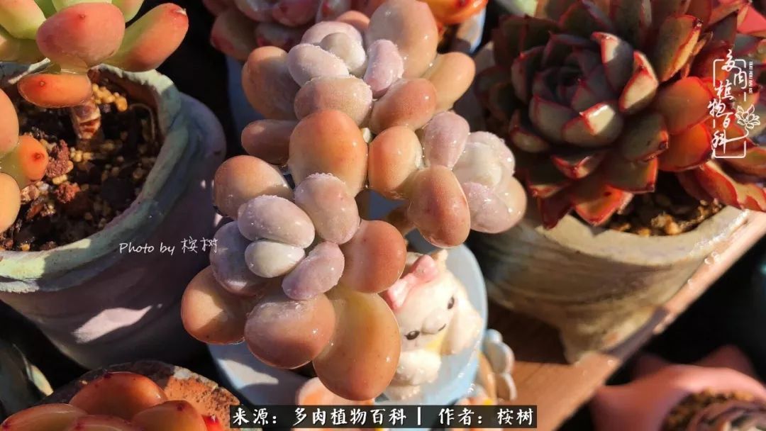 多肉度夏经验谈四季皆露养，兢兢业业养肉三年半！