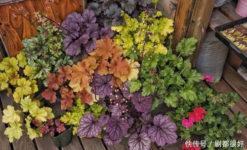 冬天我只养5种花,耐寒又好养,最后一种不开花也好看!