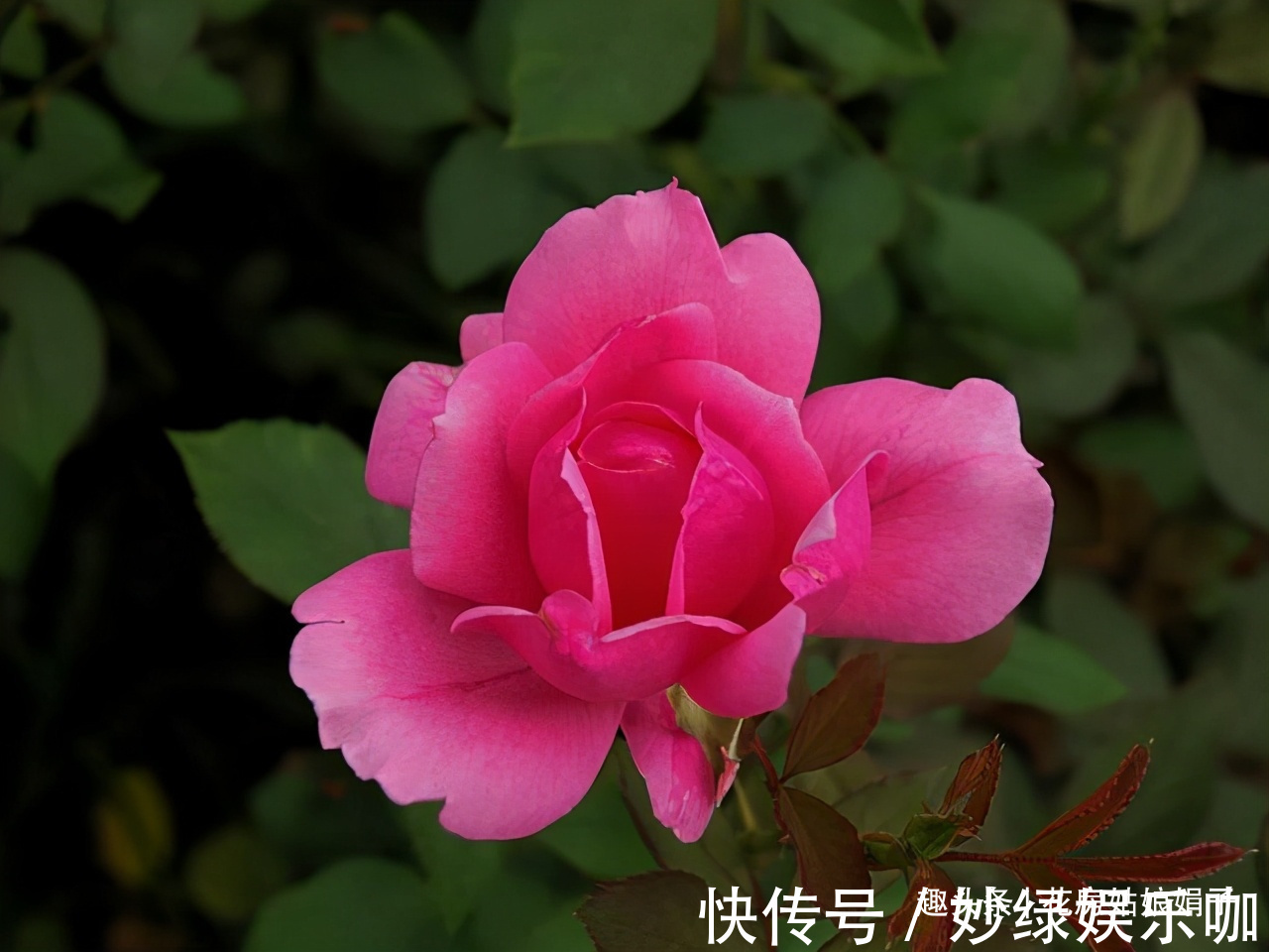 三角梅|适合秋天养的7种花,好养易活,只要环境合适,爱开花,花期长