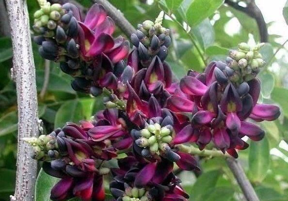 极其|这东西,俗称“鸡血藤”,枝条红如鸡血,目前极其珍贵,遇见是福